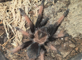 Tarantulas