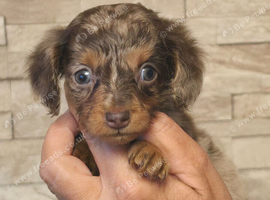 REDUCED READY NOW) longhair mini dachshunds