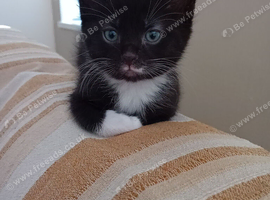 Kittens available 2