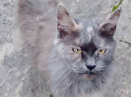 Maine Coon Grey