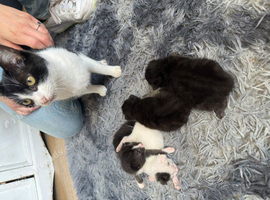 Baby kittens for sale