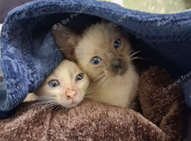 2 x Siamese kittens (male)