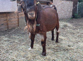 Boer billy 2 years old