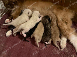 Ragdoll cross 9 weeks READY TO GO
