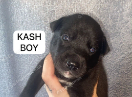 SIBERIAN MASTIFF PUPPIES FOR SALE (SIBERIAN HUSKY x PRESA CANARIO)