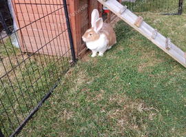 Adults females continental giant rabbits