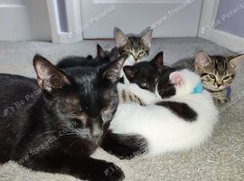 Boy kittens ready to leave their mum forr their new home,