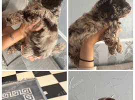 Beautiful f1b cockapoo puppy's for sale