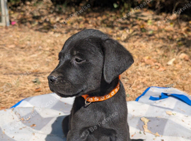 Labrador x rottweiler pups