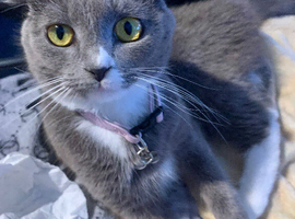 12 Month Old Scarlet The Scottish Blue Fold Female
