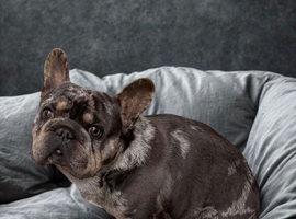 Male French bulldog 3 yrs
