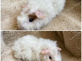 Pair of bonded gorgeous boys