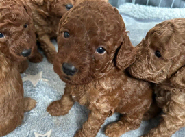 Stunning Red F1BB Labradoodle Puppies