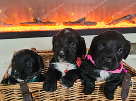 Cocker spaniel puppies
