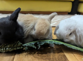 Mini Lop