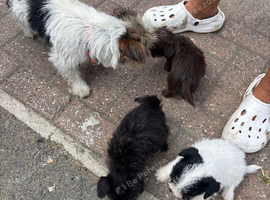 shih tzu / jackrussel