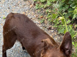 Young pup