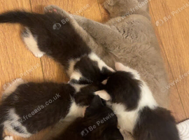 British short hair cross breed