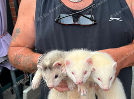 3 ferret kits for sale