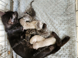 Savannah bengal kittens