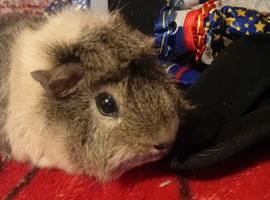 Girl guinea pig