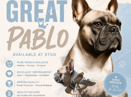 French bulldog stud