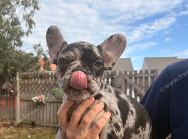 READY TO GO 4 French bulldog puppies