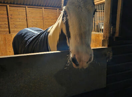 14.2 20 years young  cob