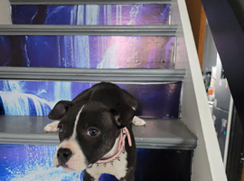 Micro bully x staffy