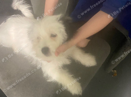 7 month old puo