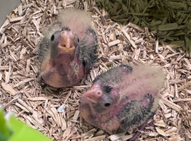 Adorable hand reared cockatiels