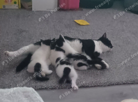 3 x kittens