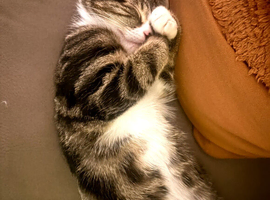 Lovely female kitten 9 months old