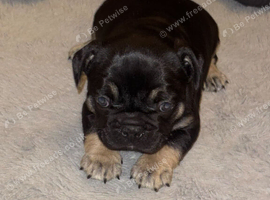 5 weeks old French bull dogs