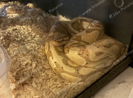 Ball python