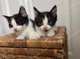 Cute little baby boy/girl looking for forever loving home