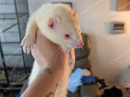Ferret for sale