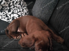 Cocker spaniel