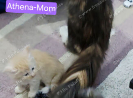 Mainecoon kittens ready now