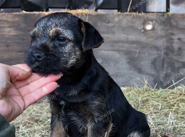 KC reg Border Terrier