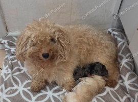 1 beautiful toy poodle left