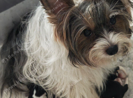 biewer terrier puppies ( small)