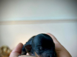 ONLY TWO BOYS AVAILABLE - Toy Yorkshire Terriers