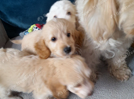 Gorgeous Cockapoo pups