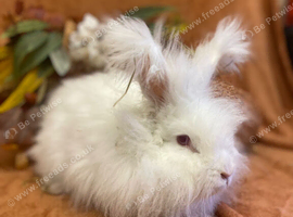 Rew angora
