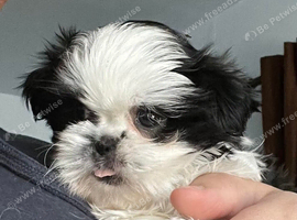 Black/White Shih Tzu