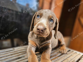 Top Quality KC'D Stunning Chunky Dobermann pups