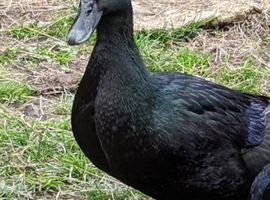 Cayuga duck Hatching eggs
