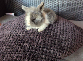 Lop/teddy lionhead