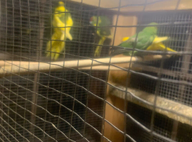 4 kakarikis for sale